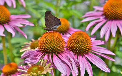 Peacock butterfly butterfly summer flower