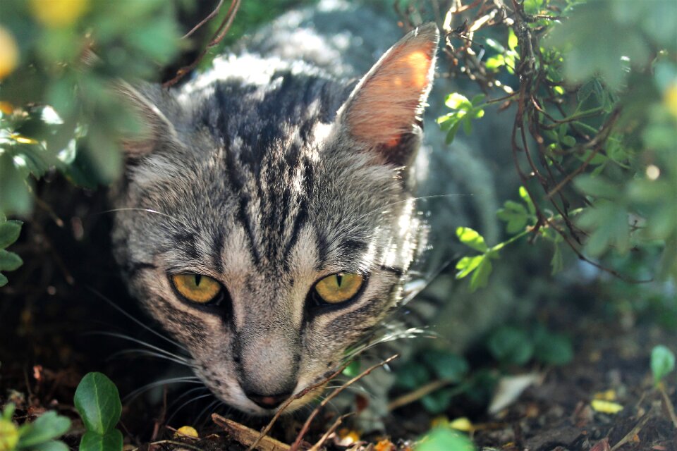 Curious hide domestic cat