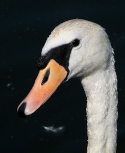 Windsor bird nature