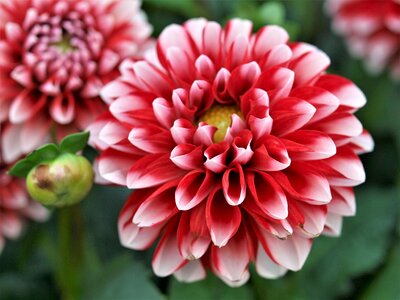 Pompom floral petals