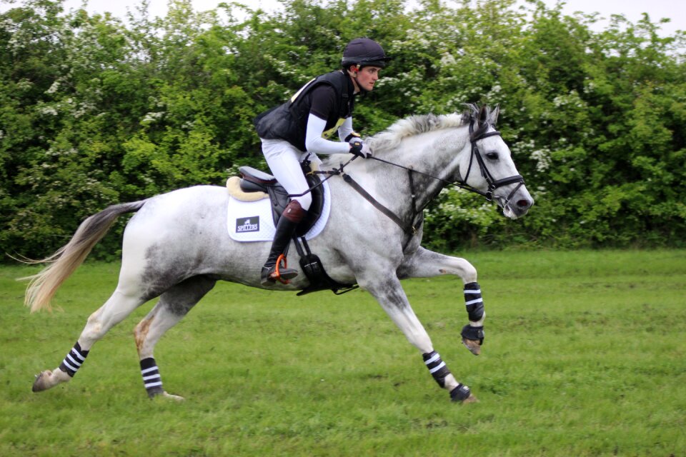 Equine animal galloping photo