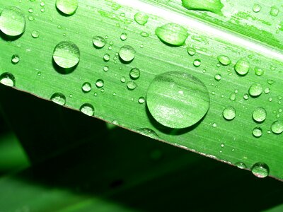 Green freshness dew photo