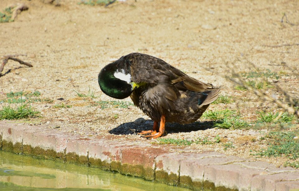 Animals plumage pond