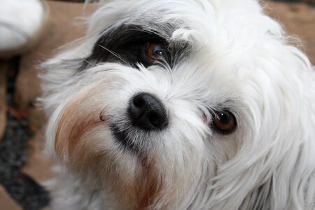 White dog cute