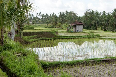 Rice harvest paddy