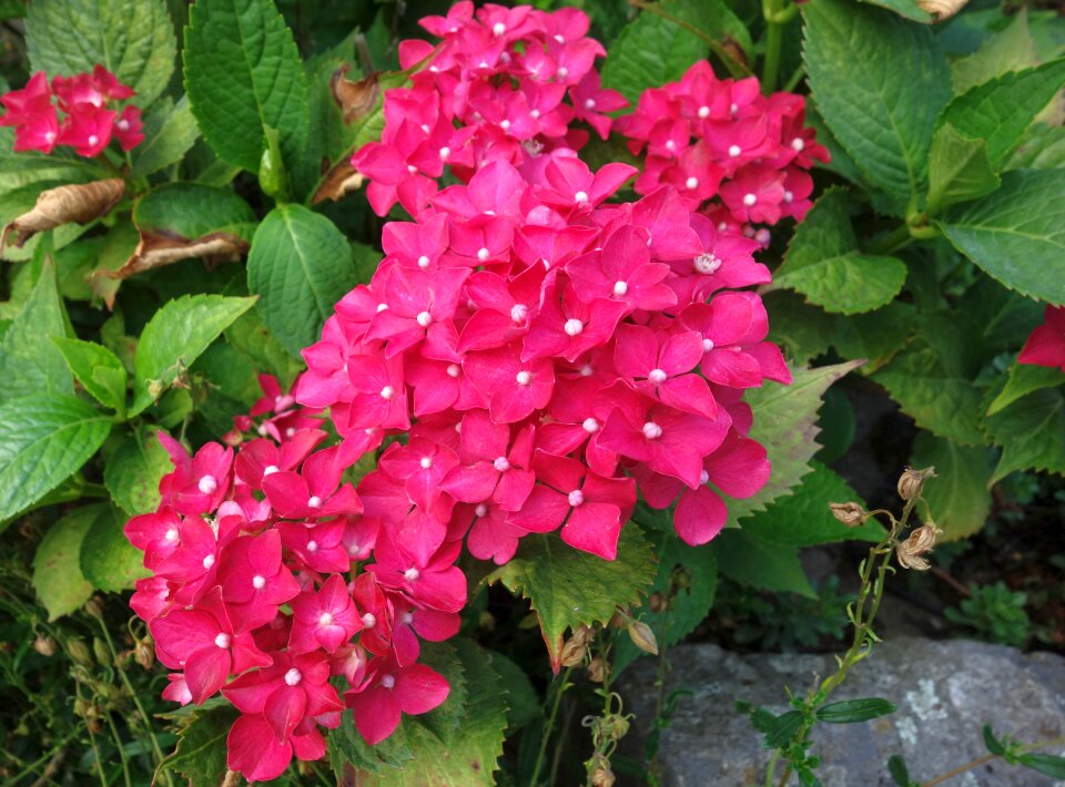 Nature plant blossom