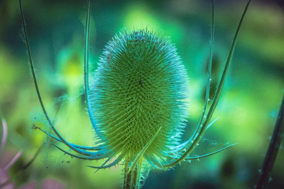 Plant environment green