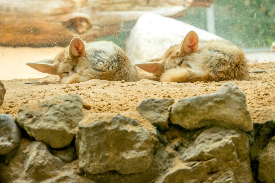 Desert fox sand sleeping