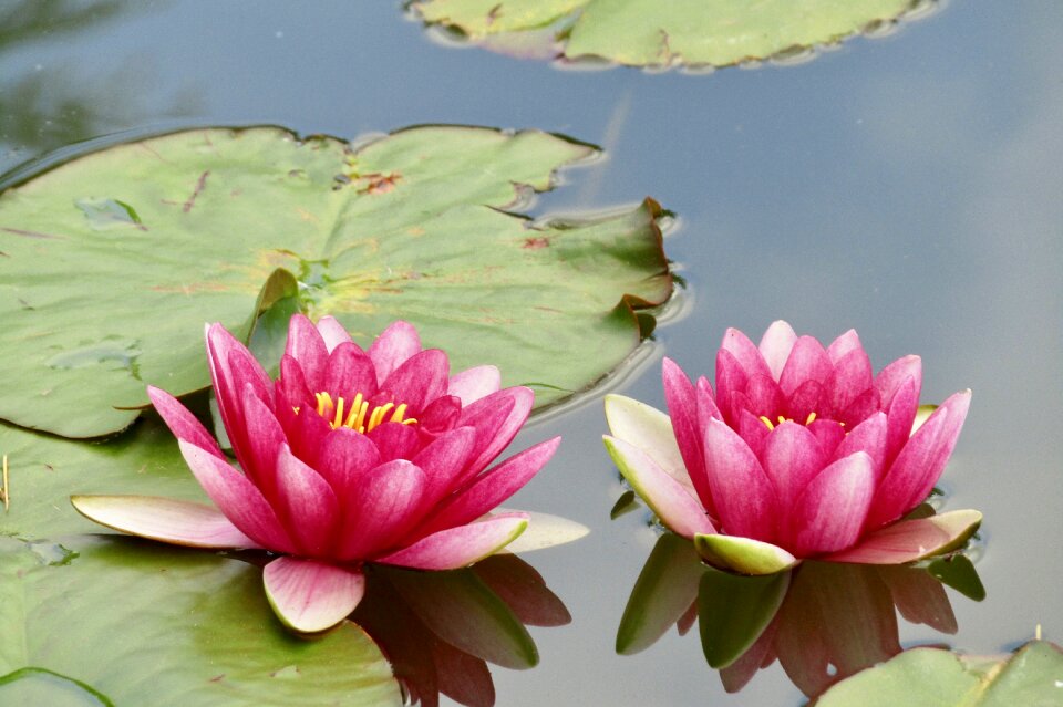 Nature water flower