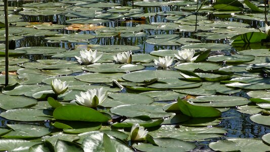 Lily pond water rose pond plant photo