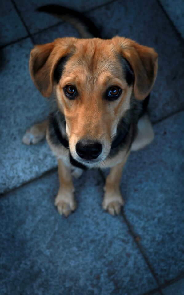 Puppy dog look hybrid