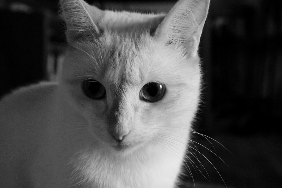 Cat animal feline