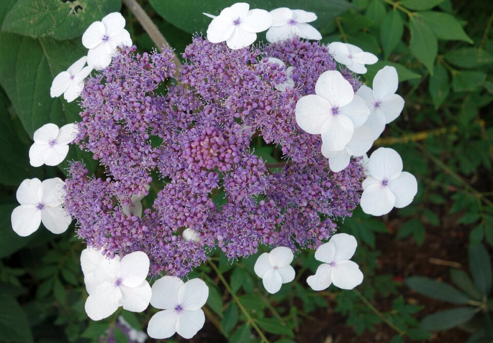 Nature plant blossom
