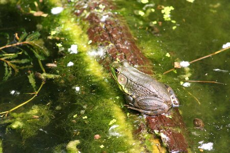 Amphibian pond green