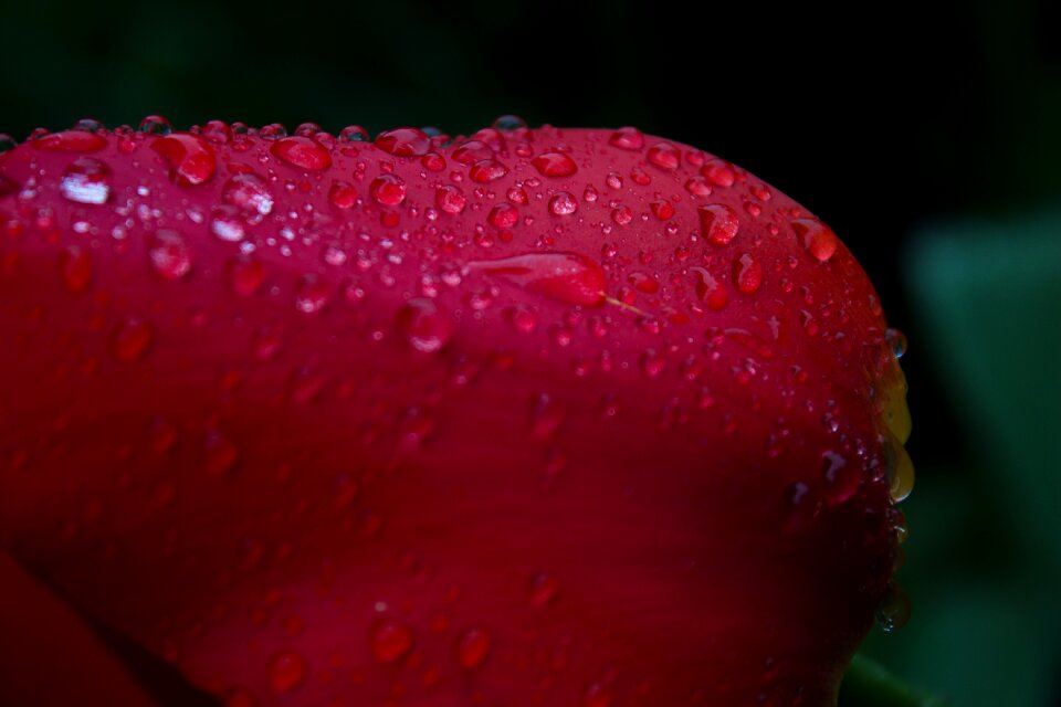 Water color plant