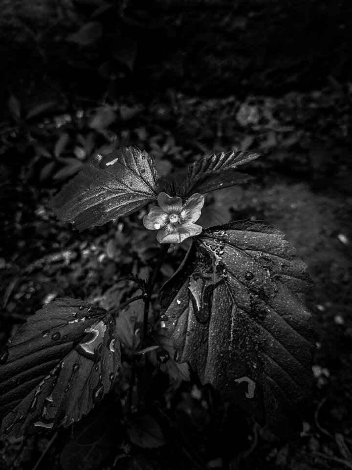 Tree nature black and white