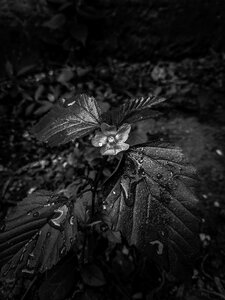 Tree nature black and white