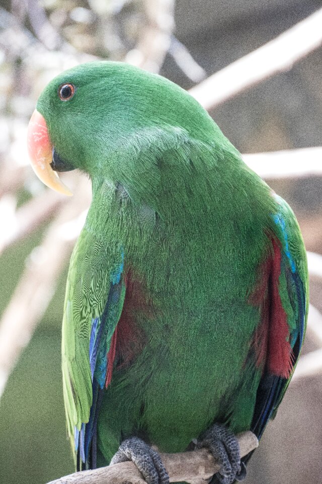 Animals birds nature green