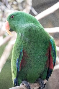 Animals birds nature green