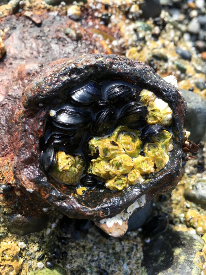 Mussels nature clam