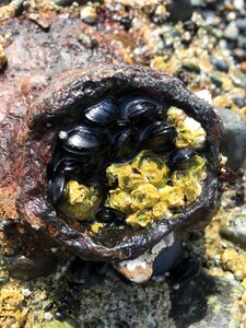 Mussels nature clam