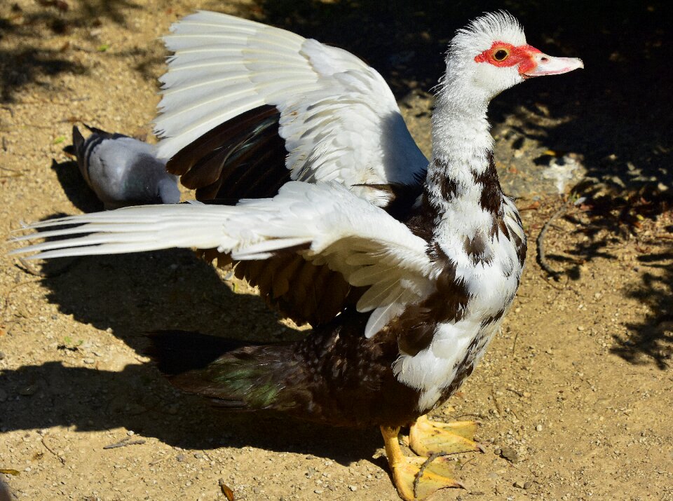 Animals plumage pond