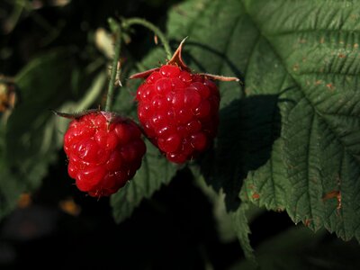 Berries ripe fruit