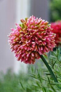 Bloom nature summer