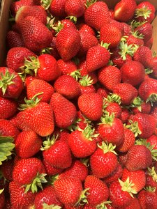 Strawberry fruit harvest