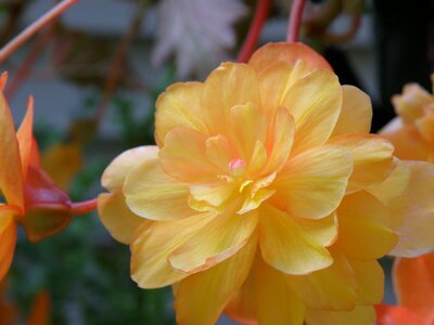 Peach flower bloom
