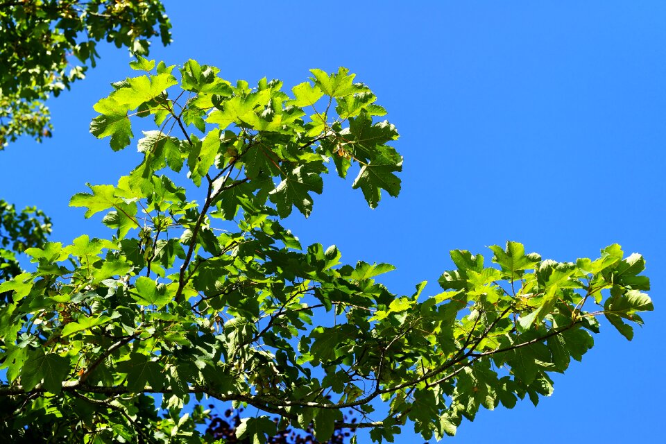 Branch backlighting nature