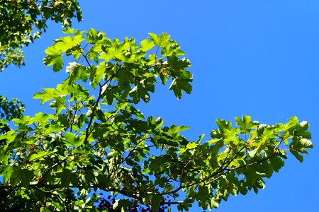 Branch backlighting nature photo