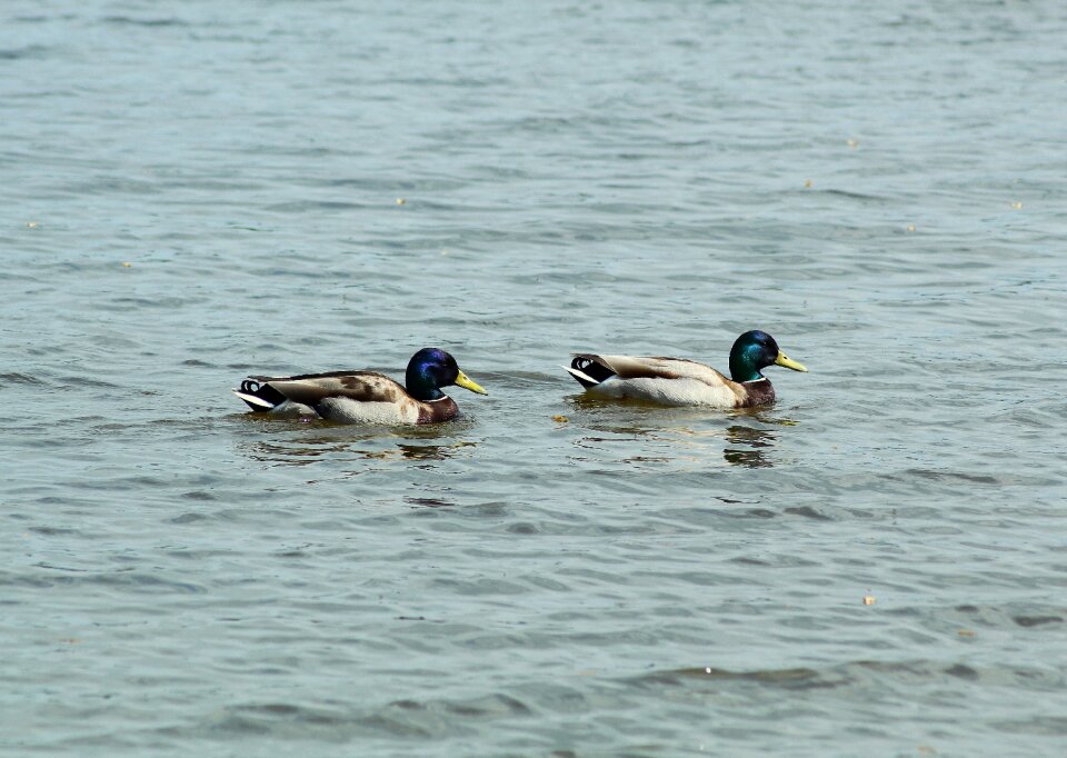 Bird nature water bird
