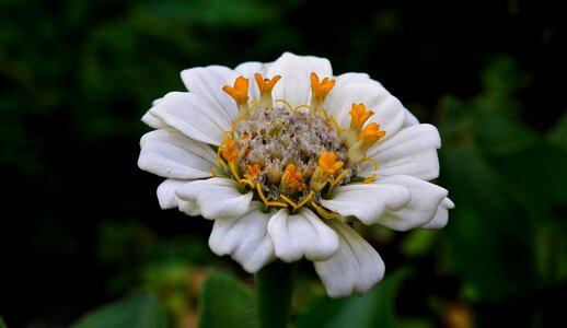Nature garden macro