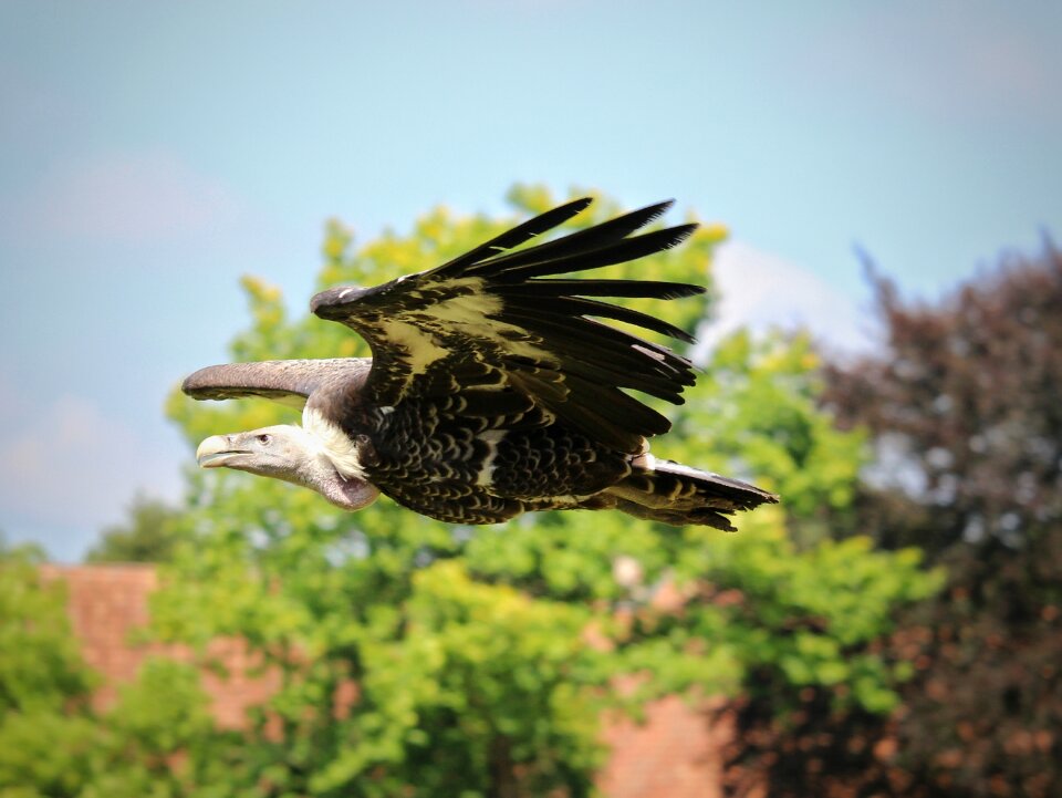 Flying bird close up