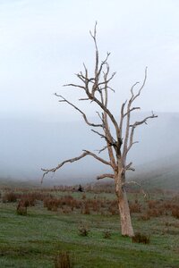 Landscape dead old