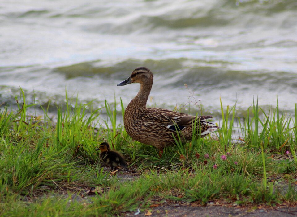 Protect ducklings cute photo