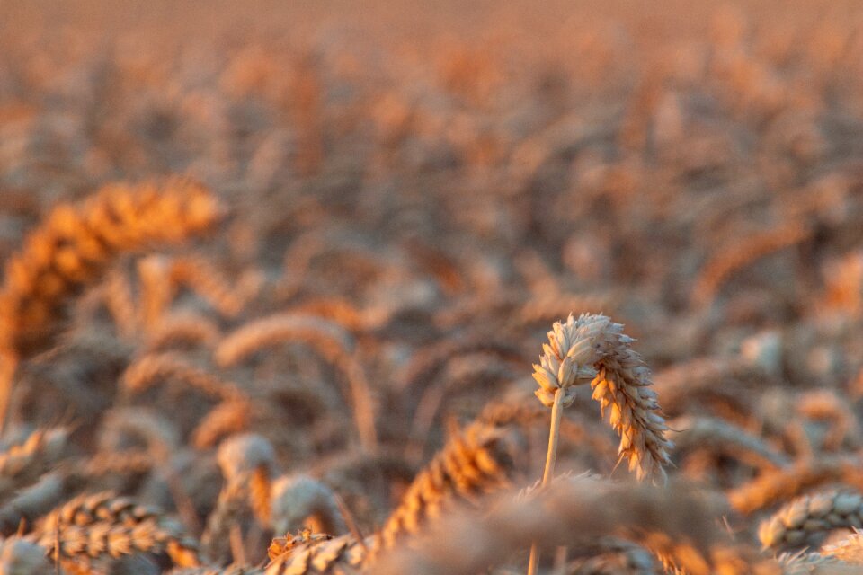 Agriculture wheat village