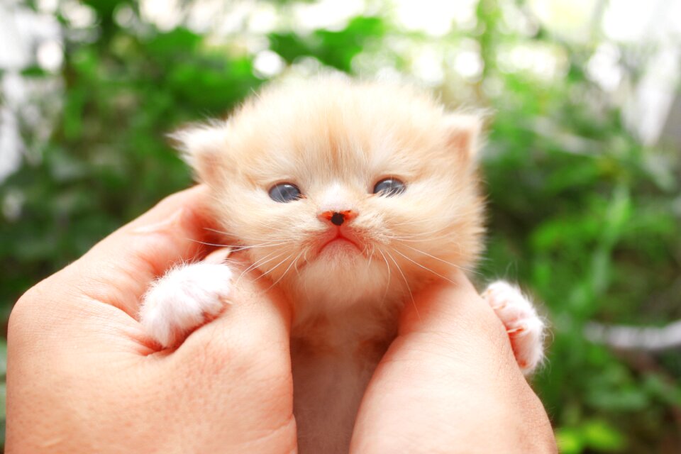 Pet animal portrait