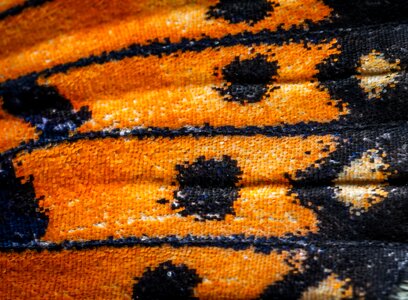 Wing scales pattern