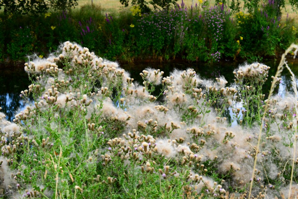 Parachute white fluff