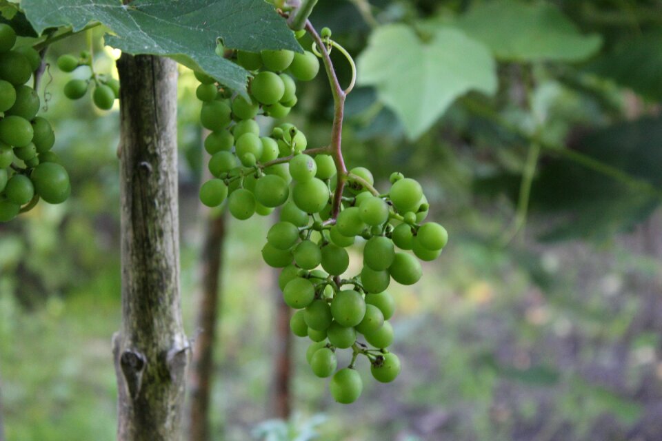 Winegrowing fruit fruits