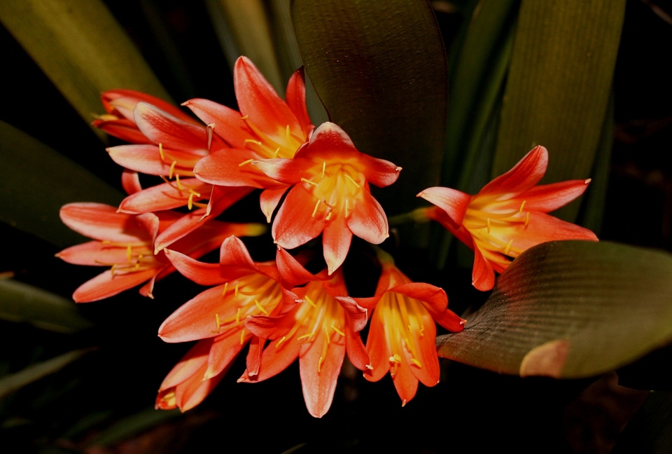 Trumpet flower dark orange