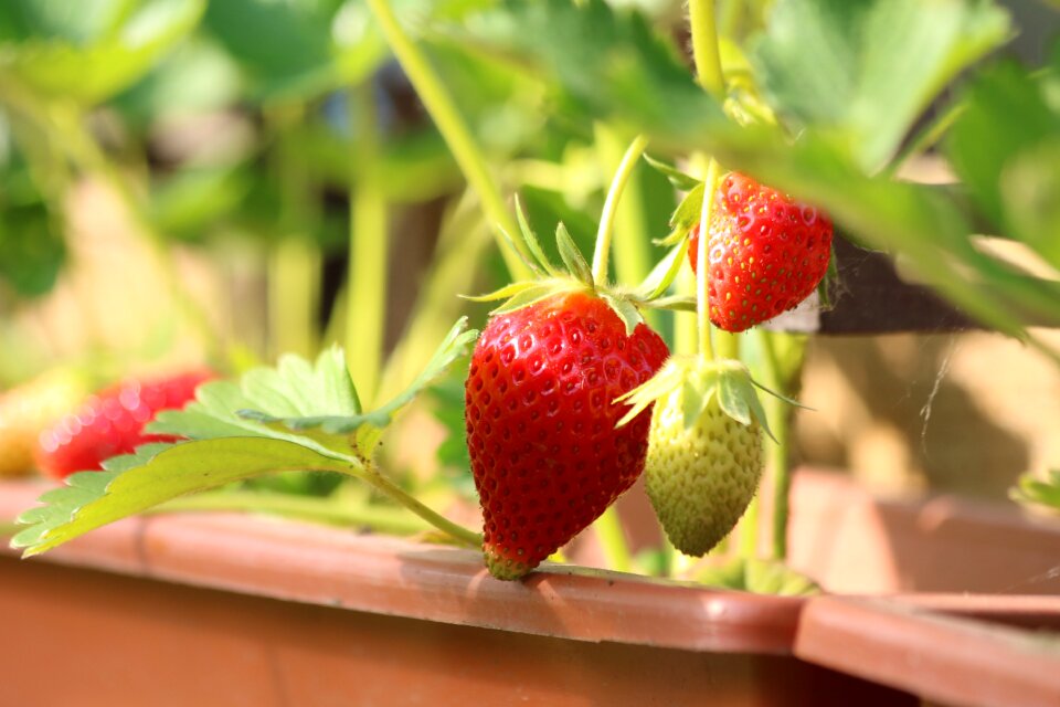 Cultivation garden summer