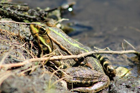 Frog pond nature