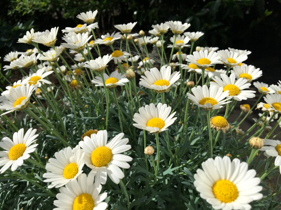 Chrysanthemum garden flower