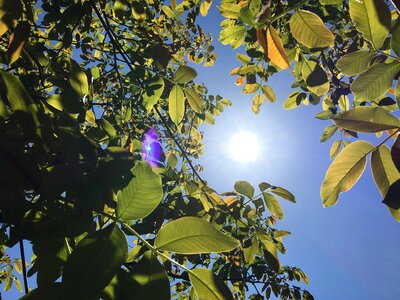 Cherry tree walnut heat wave