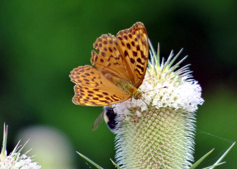 Insect wing color