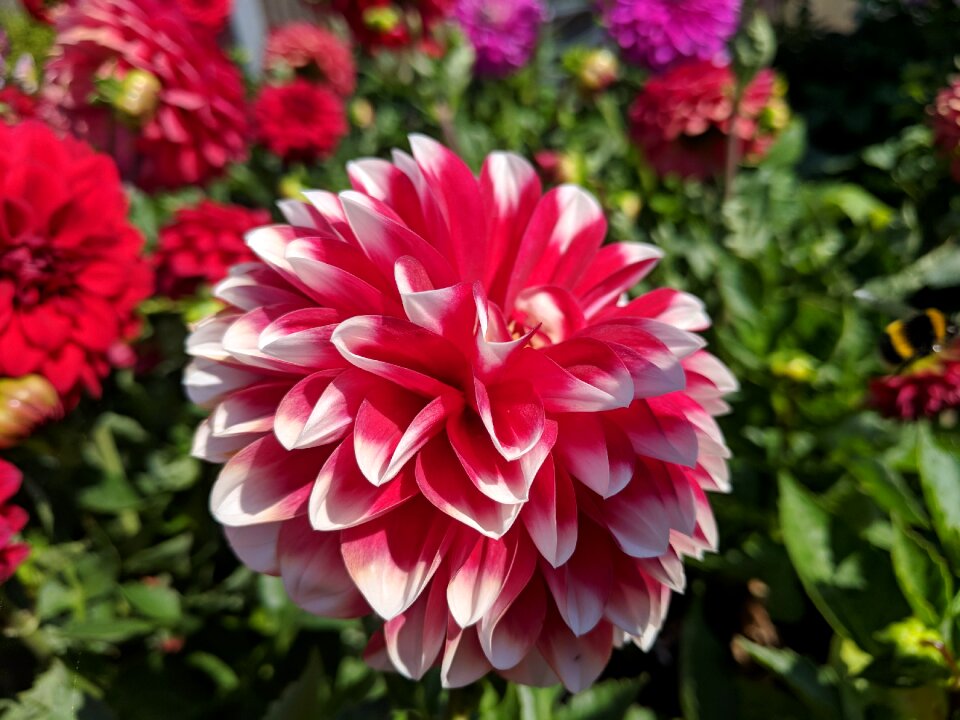 Nature flora garden