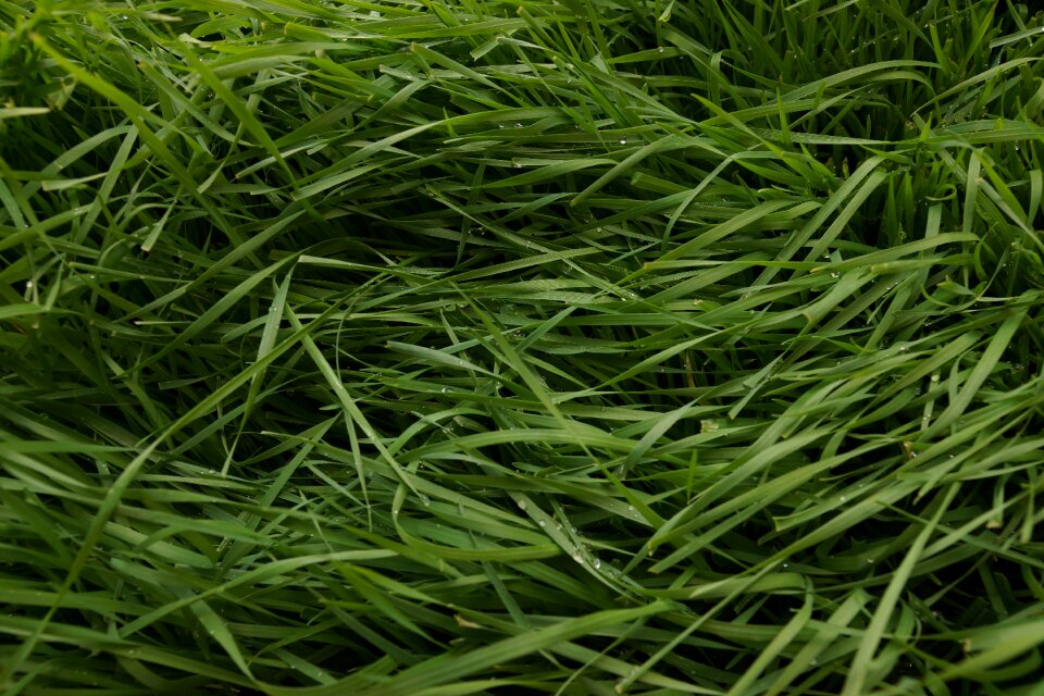 Nature landscape meadow